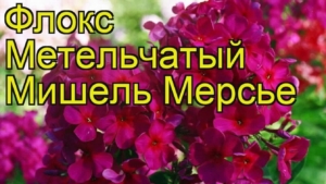 Флокс Мишель Мерсье