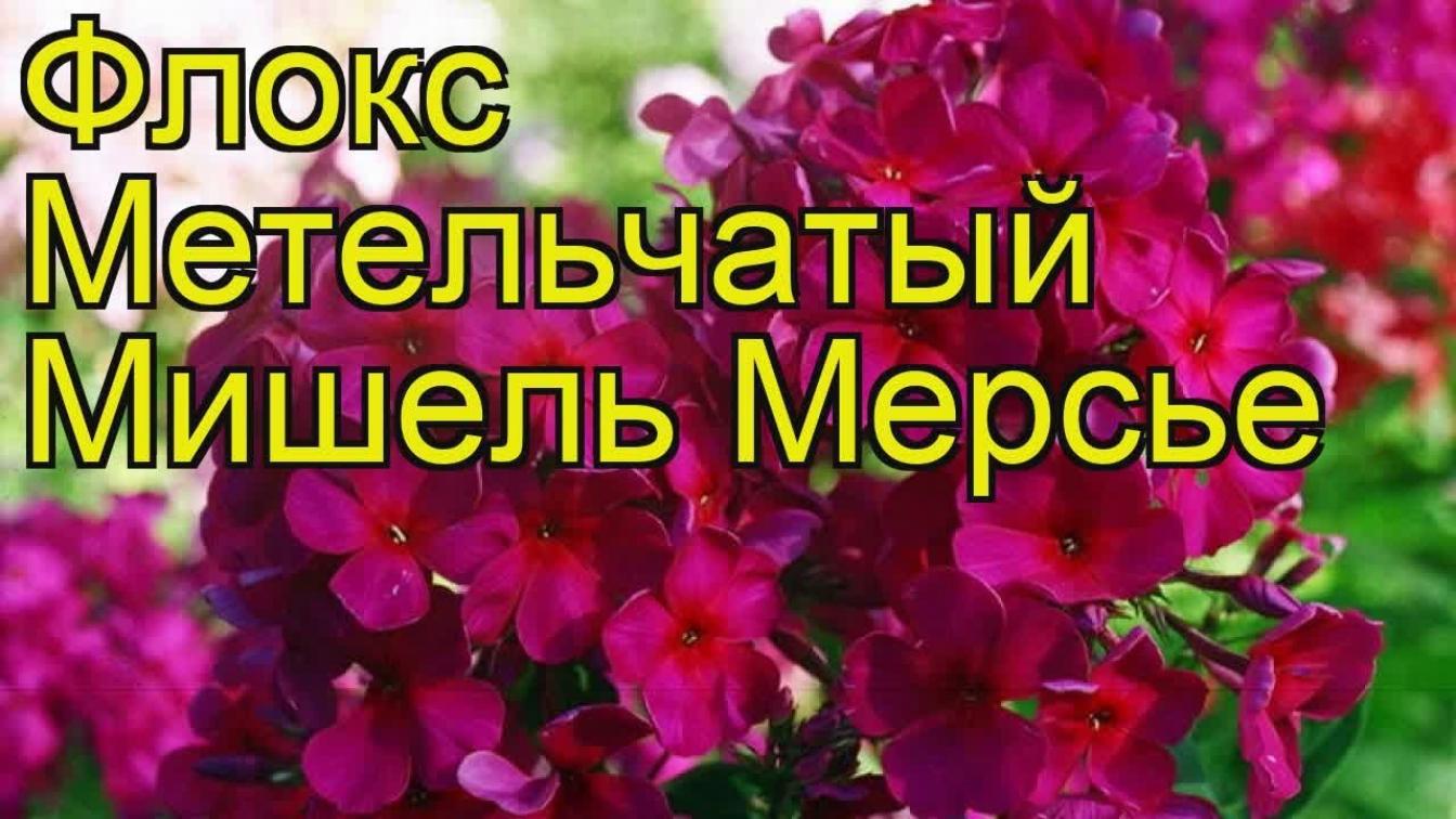 Флокс Мишель Мерсье