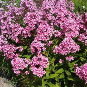 Флокс Мисс Элли