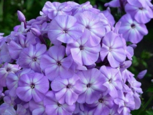 Флокс Мисс Келли