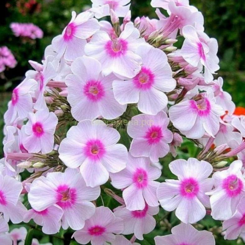 Флокс Мисс Холланд 3