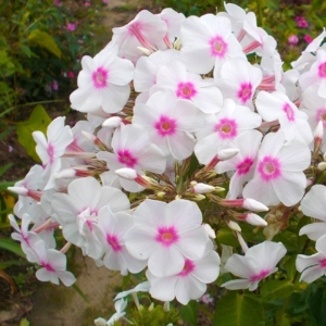 Флокс Мисс Холланд