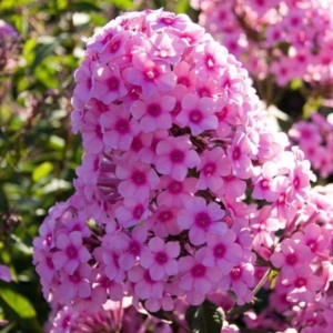 Флокс Мисс Пеппер