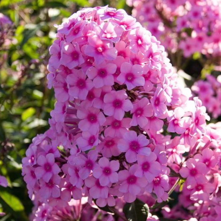 Флокс Мисс Пеппер
