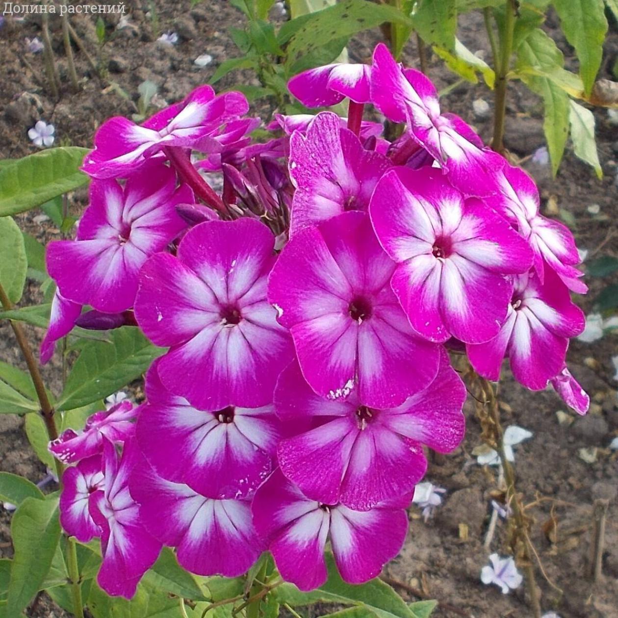 Флокс Модерн Арт 4
