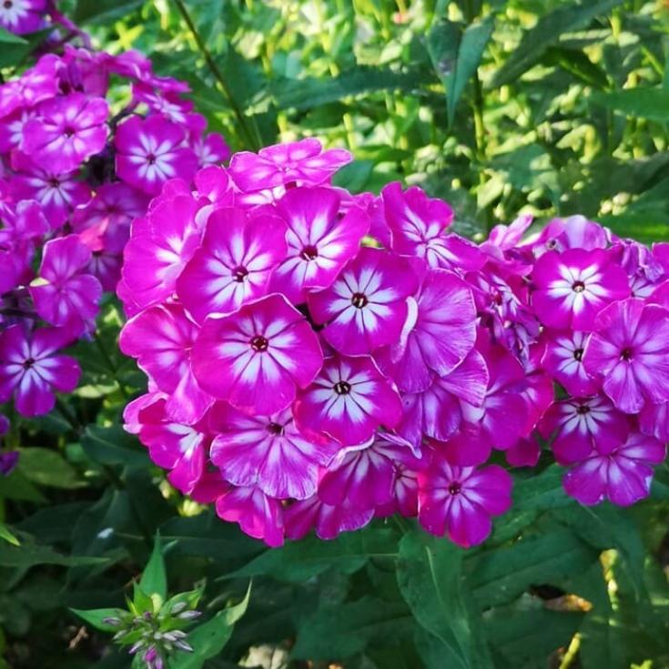Флокс Модерн Арт