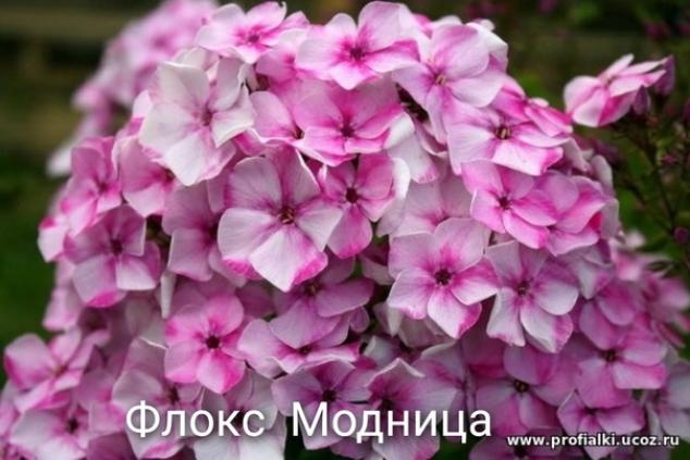Флокс Модница 3