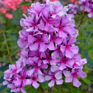 Флокс Морской Петух