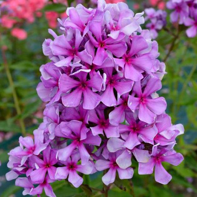 Флокс Морской Петух