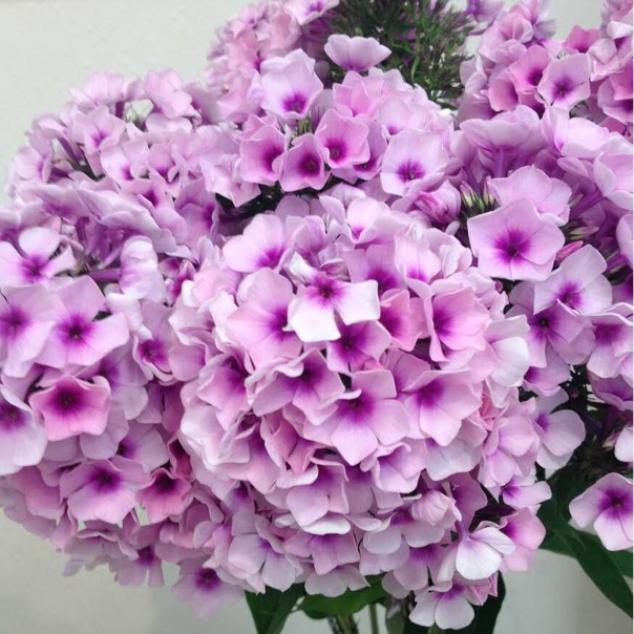Флокс Мозаика 5