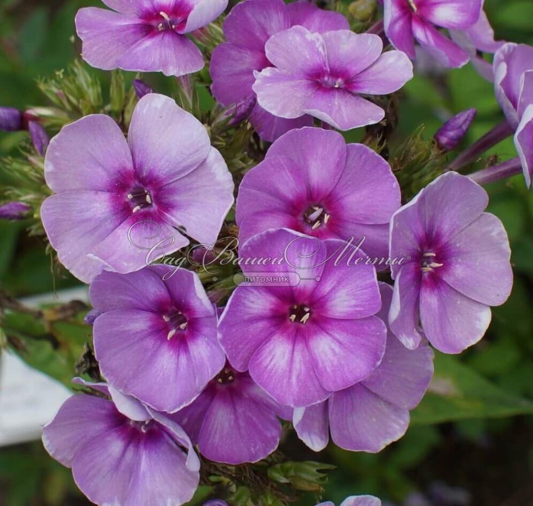 Флокс Муза 5