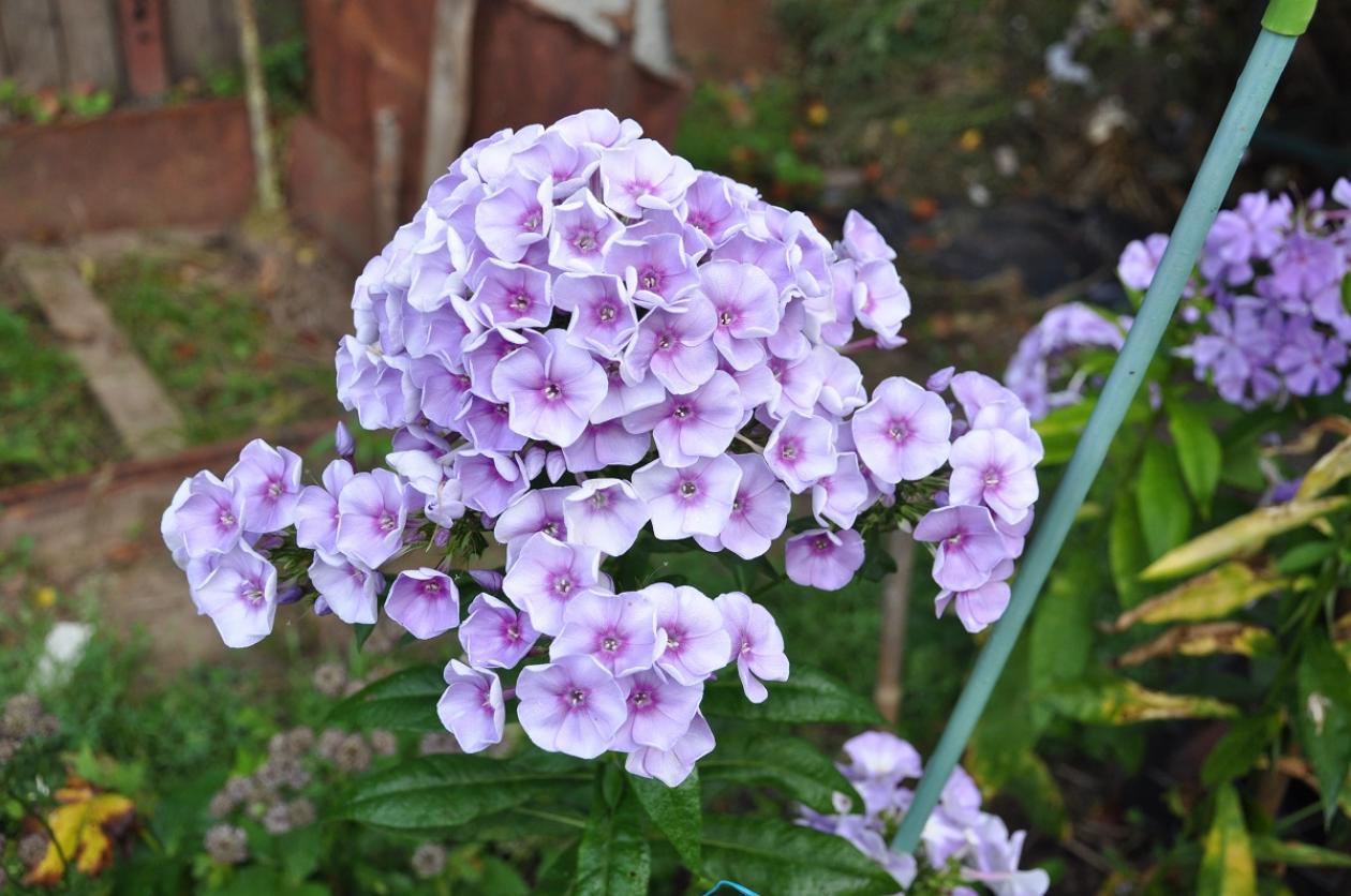 Флокс Муза 6