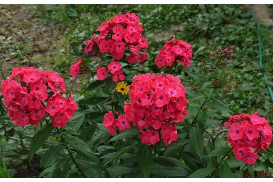 Флокс Набат 3