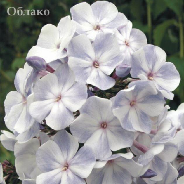 Флокс Облако 4