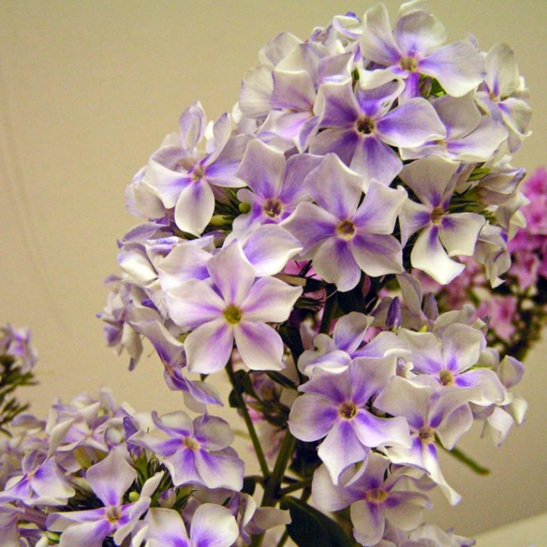Флокс Ордынка