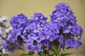 Флокс Память Сердца