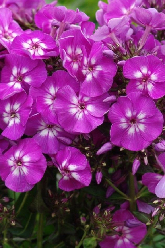 Флокс Пепл Айз 5