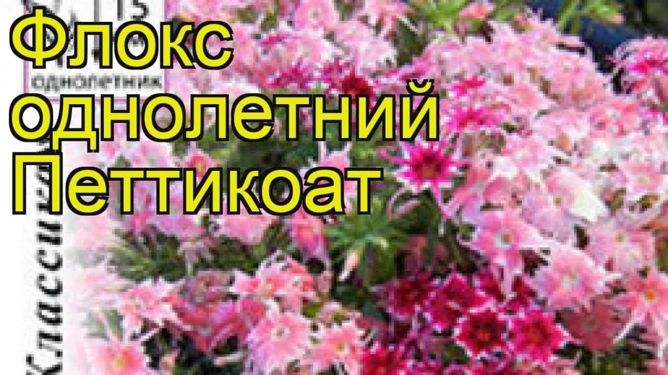 Флокс Петтикоат 3