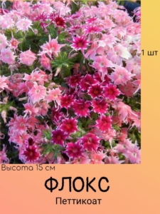 Флокс Петтикоат