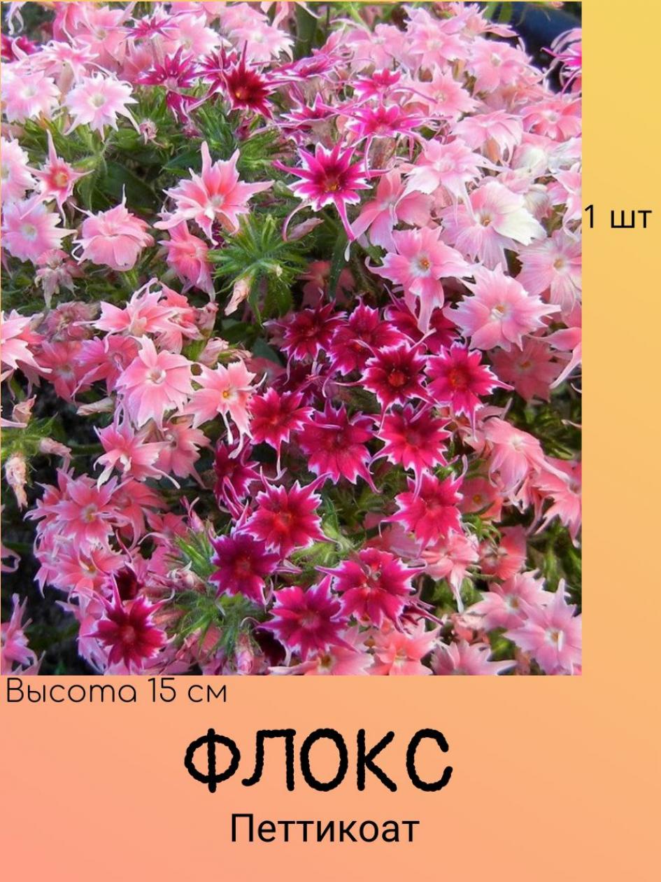 Флокс Петтикоат