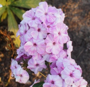 Флокс Пикассо