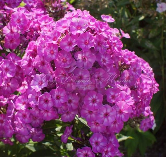 Флокс Пикси Миракл 5