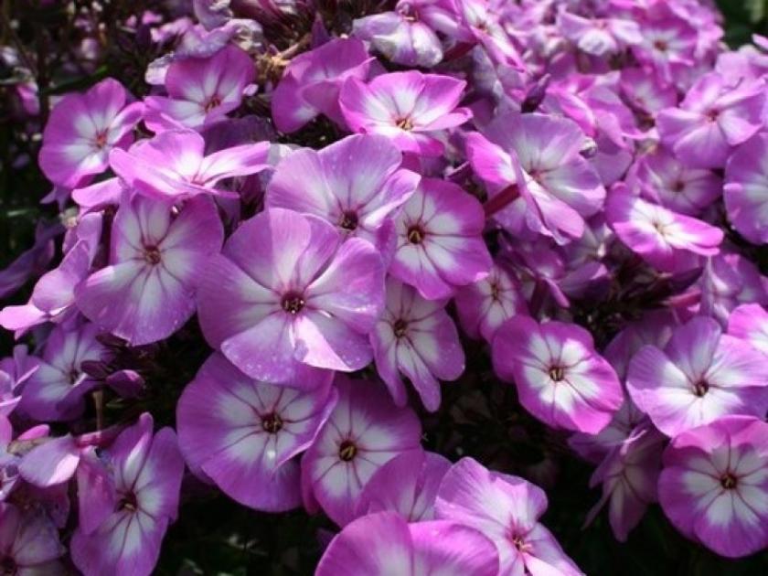 Флокс Пикси Миракл 6