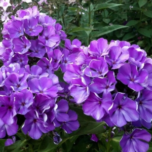 Флокс Полина