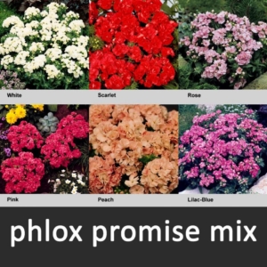 Флокс Промис Микс
