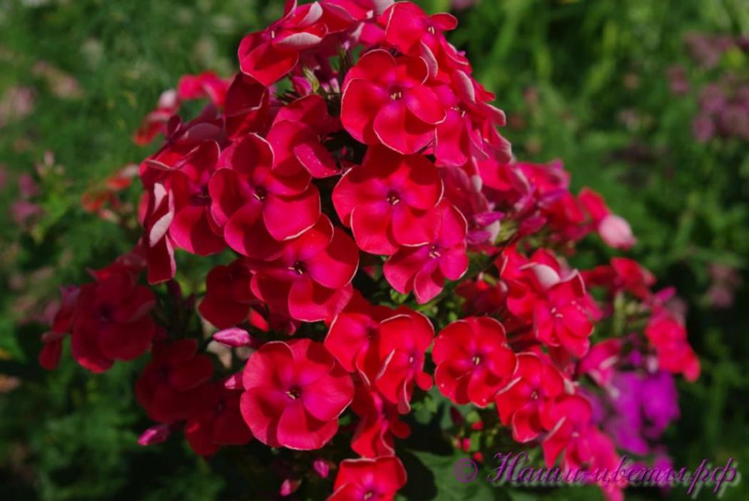 Флокс Радость 5