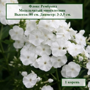 Флокс Рембрандт