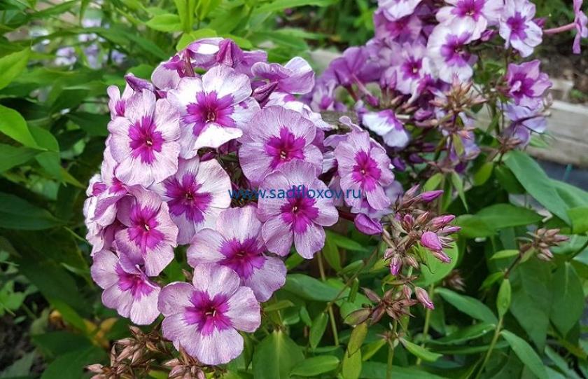 Флокс Самоцветы 2