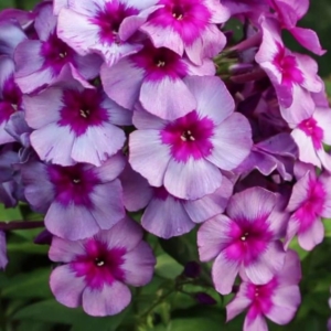 Флокс Самоцветы