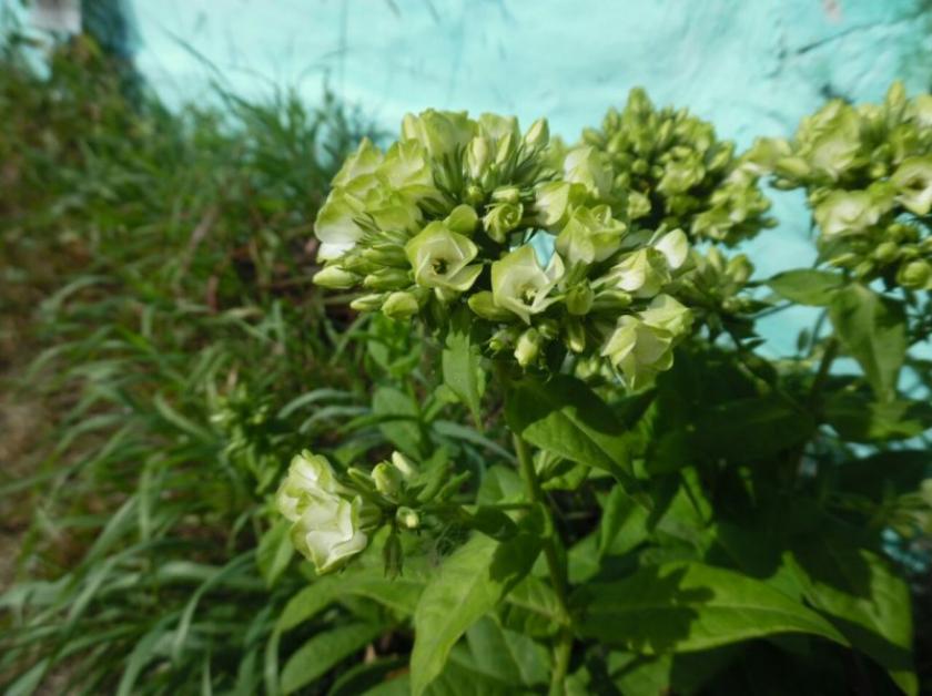 Флокс Саншайн 4