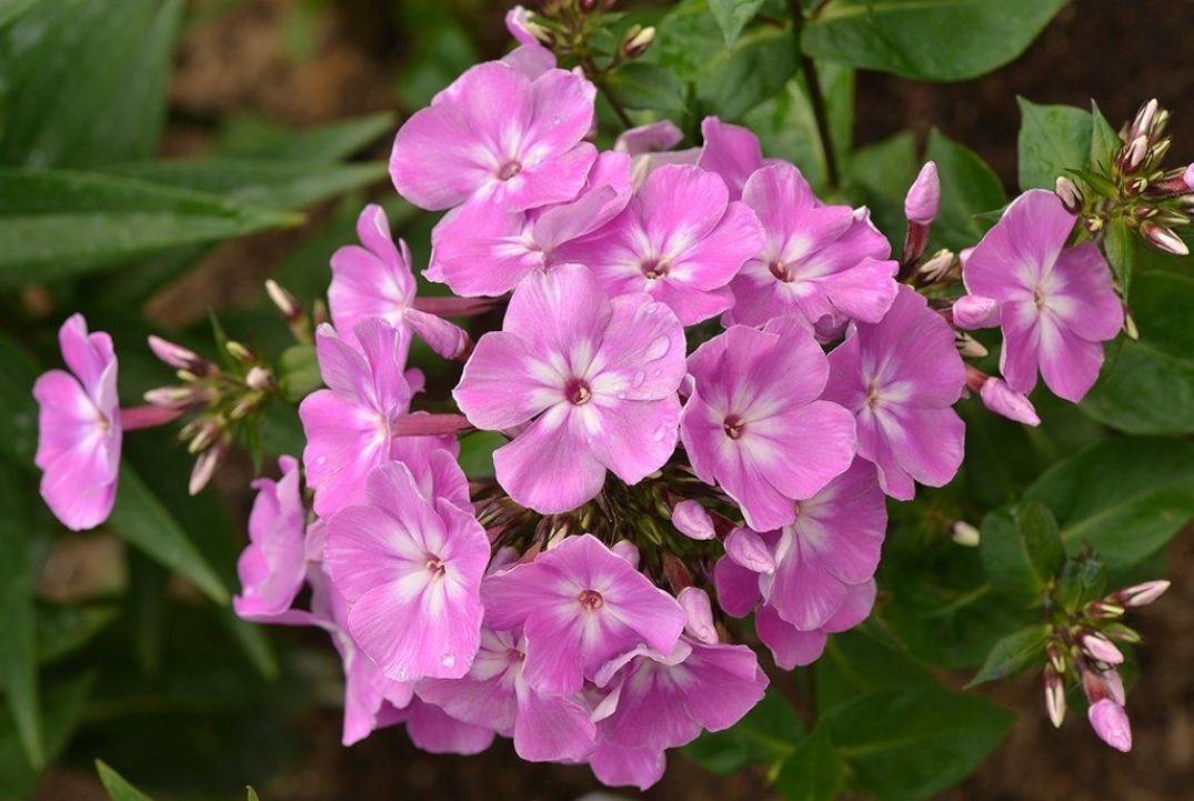 Флокс Селена 2