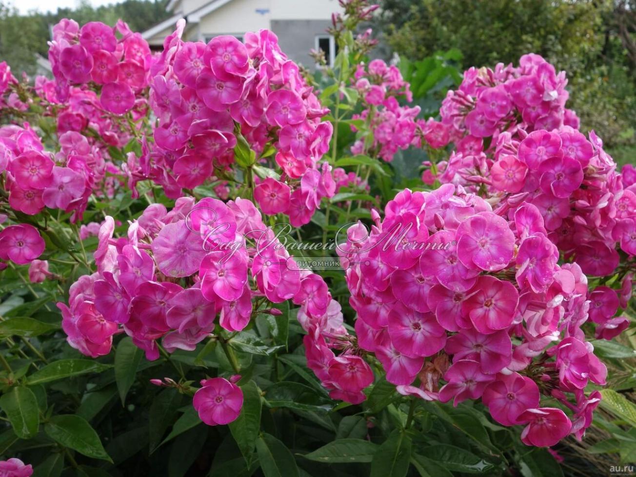 Флокс Сесиль Ханбери