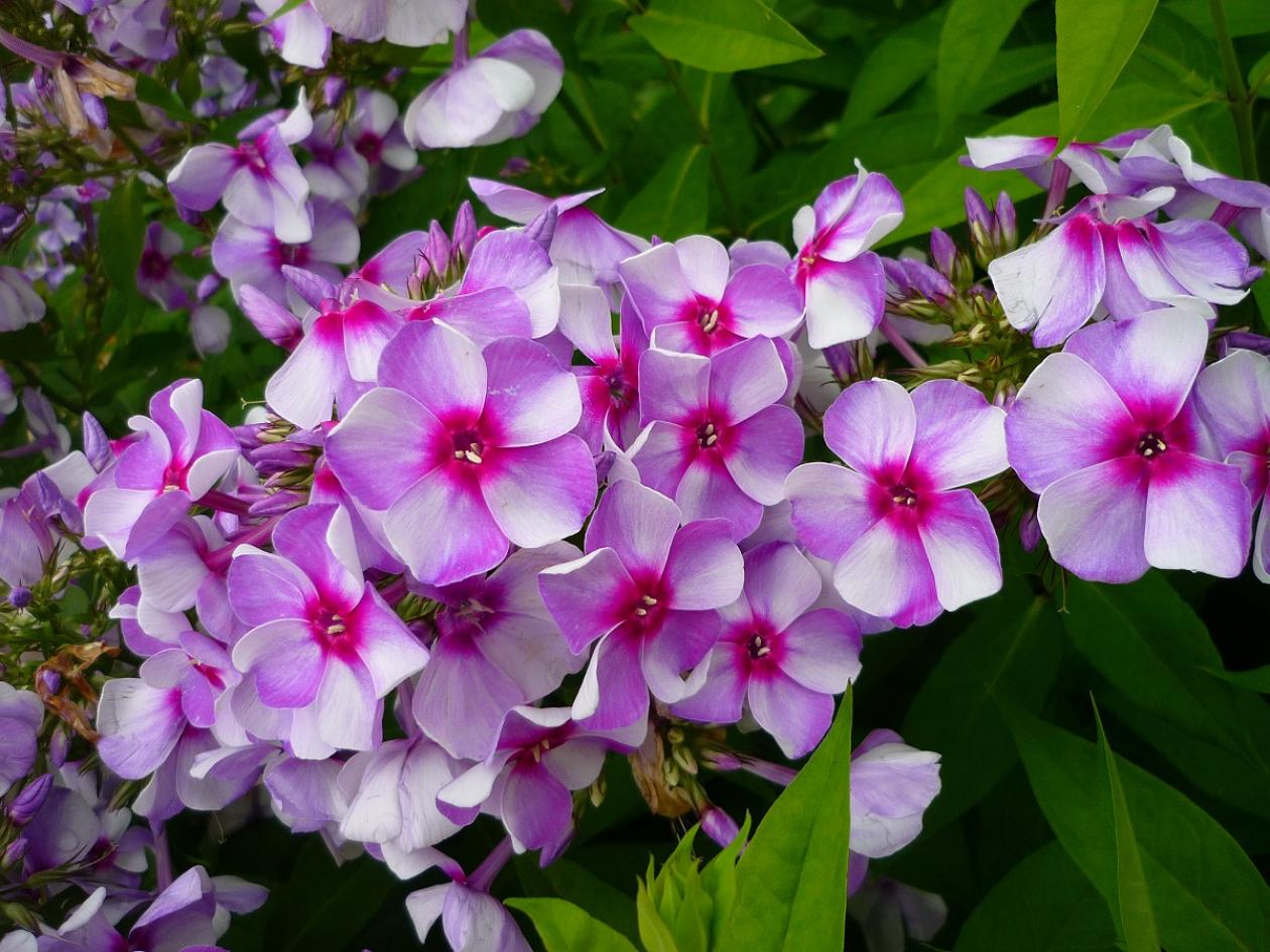 Флокс Северное Сияние 2