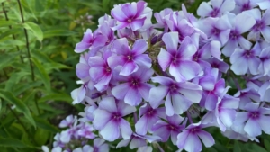 Флокс Северное Сияние