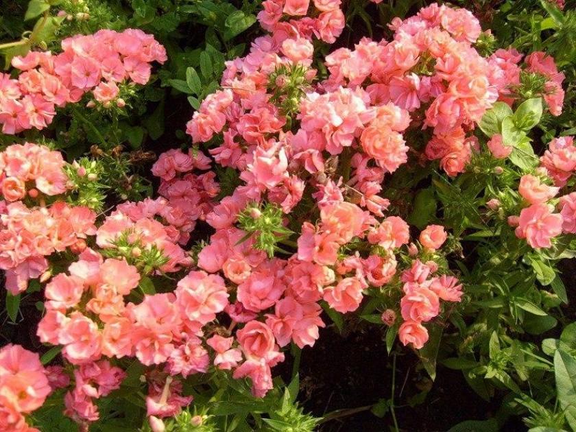 Флокс Шанель
