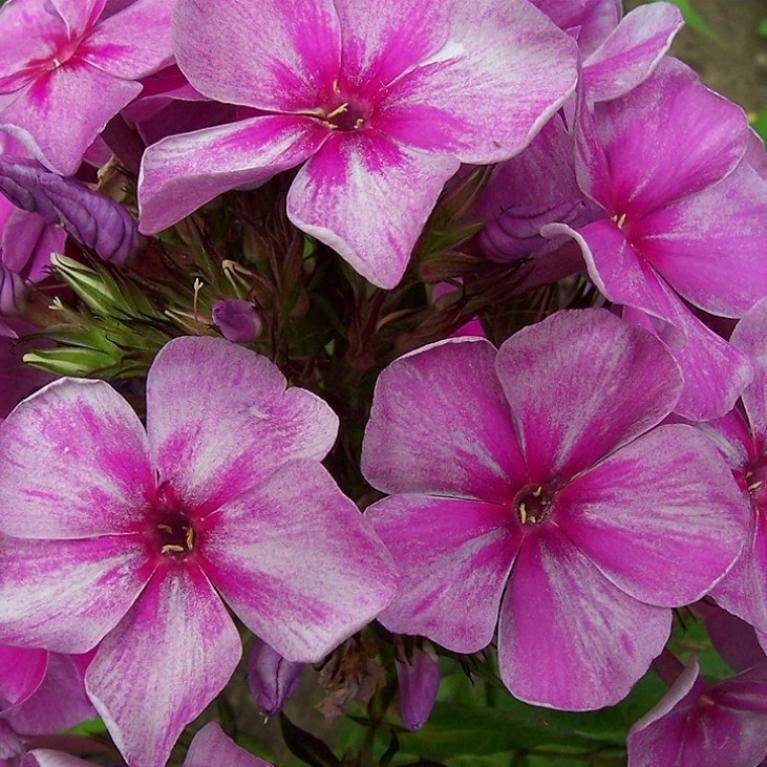 Флокс Смоки 2