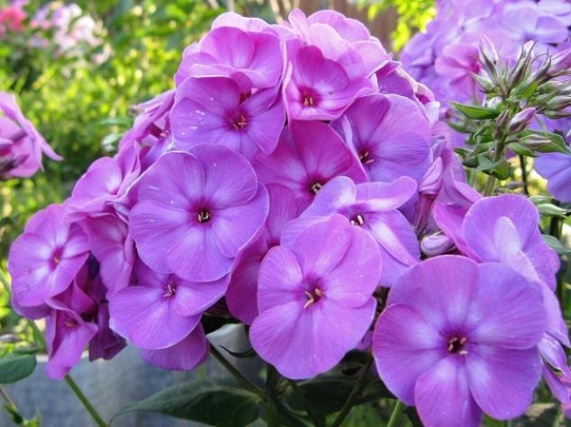 Флокс Смоки 5