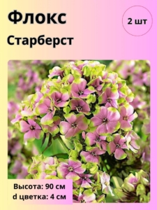Флокс Старберст