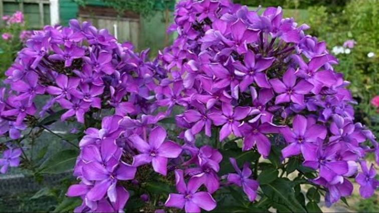 Флокс Старый замок 3