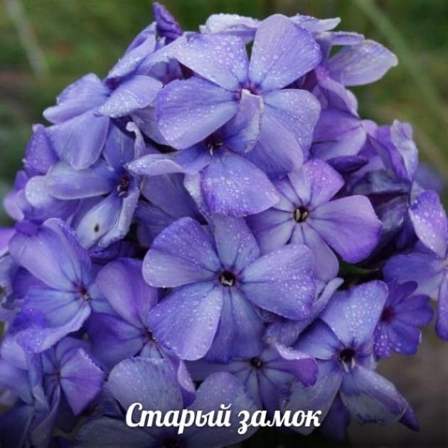 Флокс Старый замок 5