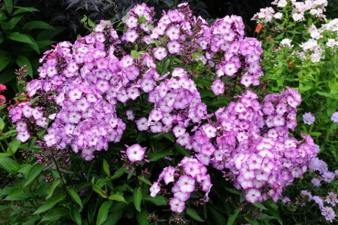 Флокс Свит Саммер Фэнтези 4