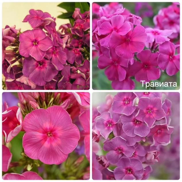 Флокс Травиата 5