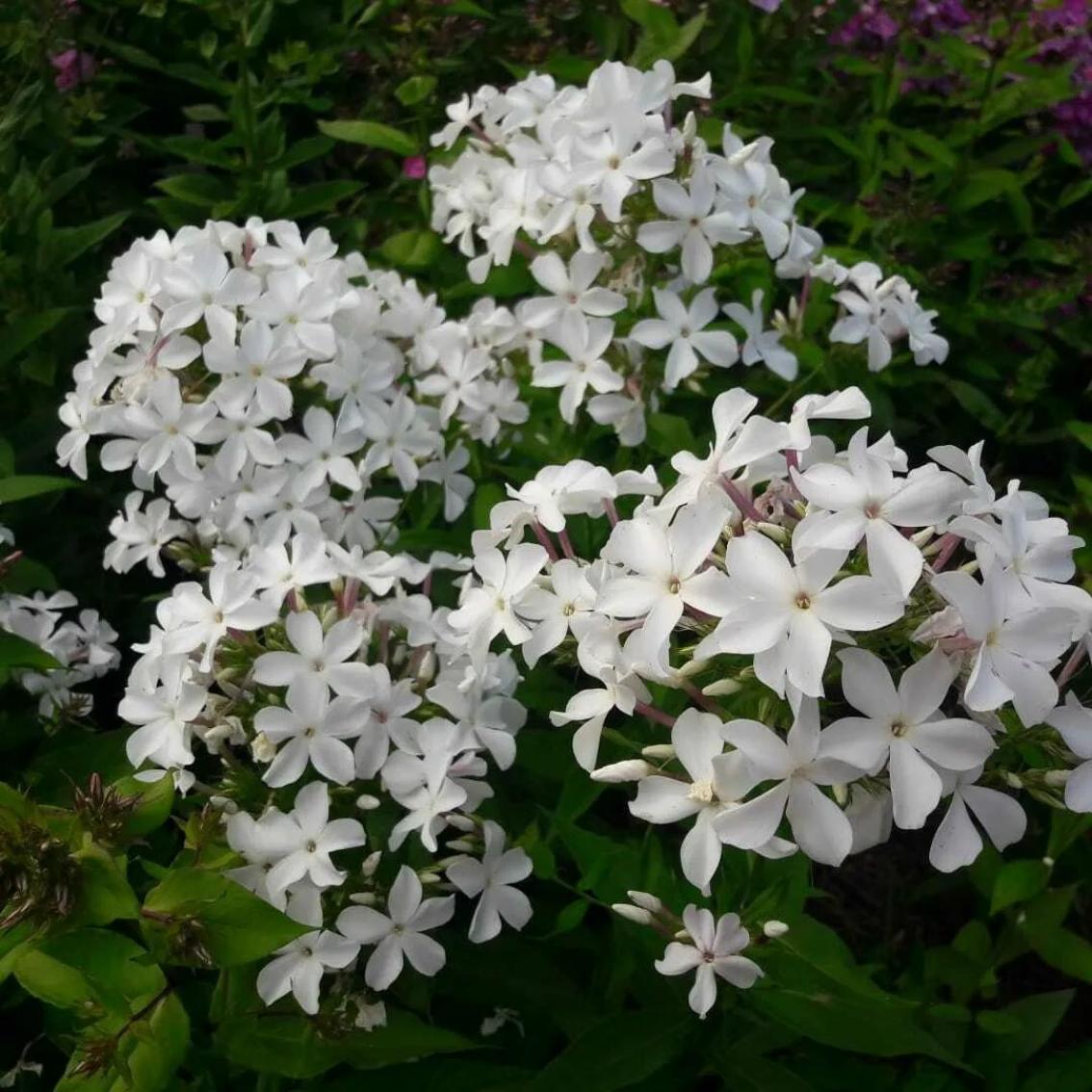 Флокс Царевна Лебедь 2
