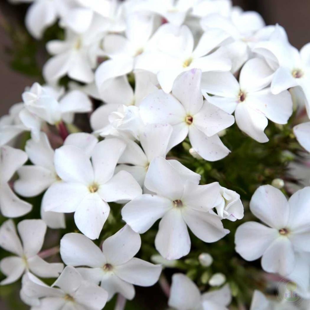 Флокс Царевна Лебедь 3