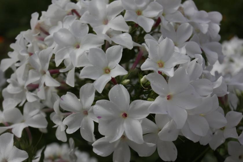 Флокс Царевна Лебедь 5