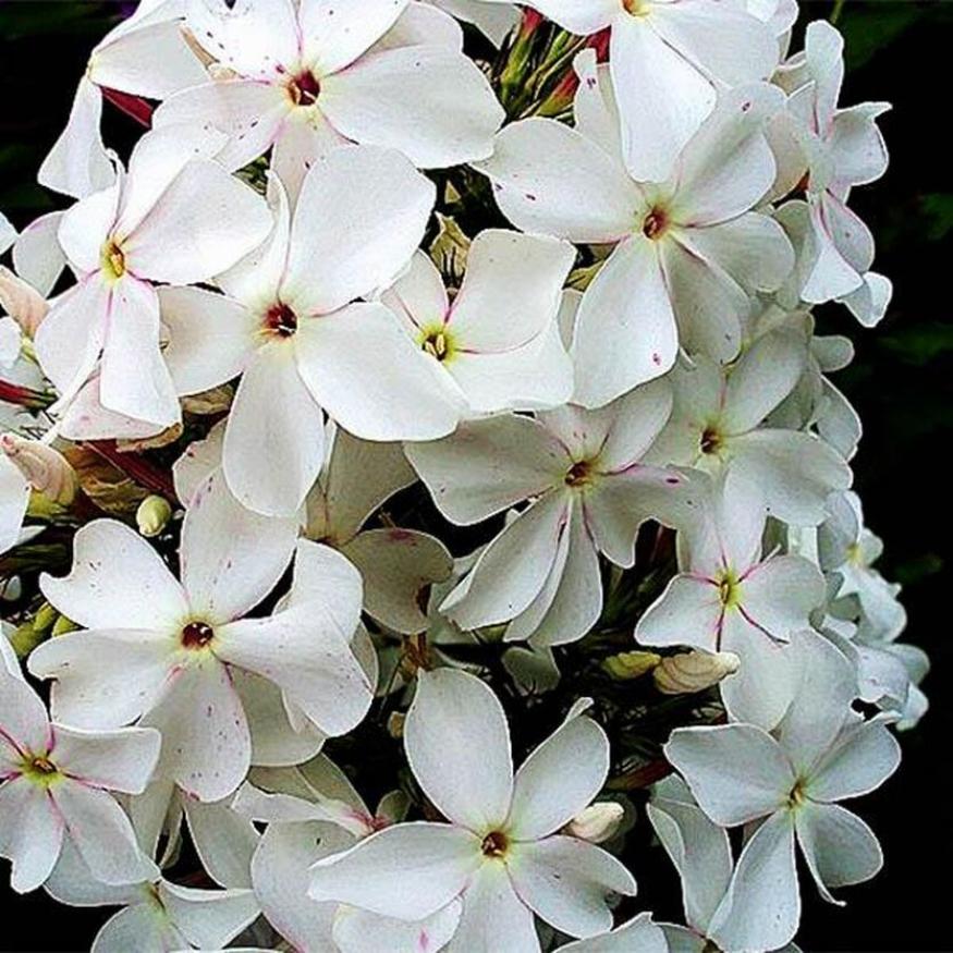 Флокс Царевна Лебедь